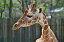 【ふるさと納税】東武動物公園「入場券+のりもの券10枚綴り」(ペア) 16,000円
