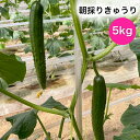 27位! 口コミ数「0件」評価「0」朝採りきゅうり 5kg [0203]