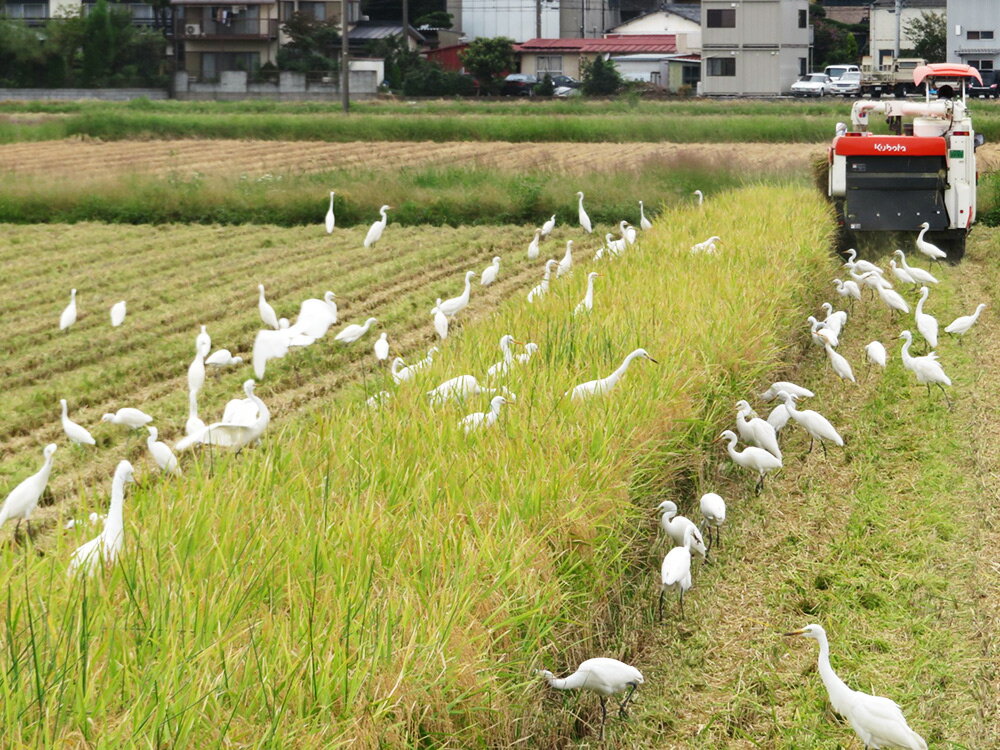 【ふるさと納税】無農薬栽培 コシヒカリ 白米 4.5kg 【令和5年度米】 [0345]