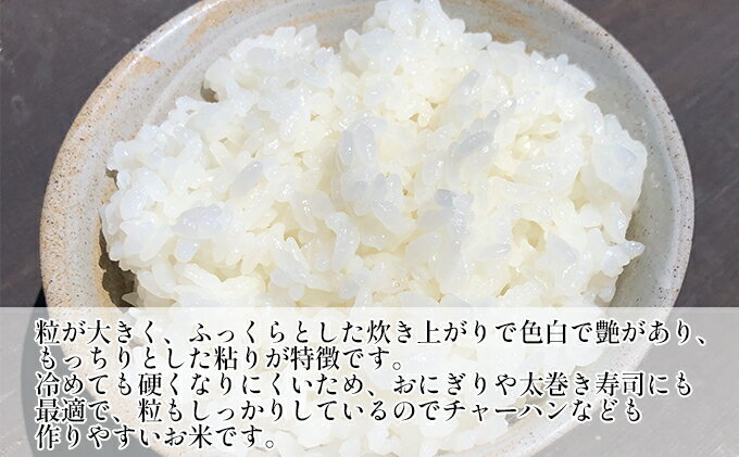 【ふるさと納税】新米 千葉産 ふさこがね　白米　5kg 令和4年産　【お米・ふさこがね・米・白米・5kg】