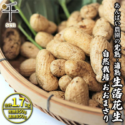 【ふるさと納税】落花生 あんばい農園の完熟・適熟 生落花生 セット 1.7kg 食べ比べ　千ブランド【生落花生 落花生 食べ比べ 豆 つまみ おつまみ】　 豆 ピーナッツ 大粒 つまみ おつまみ 　お届け：2024年9月上旬～10月中旬のサムネイル