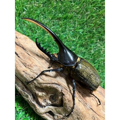 【ふるさと納税】ヘラクレスオオカブト成虫ペア（♂140mm～・♀フリー）　2023年2月より順次発送【 生き物 虫 昆虫 カブトムシ シイタケ 廃菌床 昆虫マット 雄 雌 循環環境 成虫 飼育 】　【 虫 】