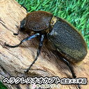 7位! 口コミ数「0件」評価「0」ヘラクレスオオカブト成虫メス単品（♀サイズフリー）【 生き物 昆虫 男の子 子供 飼育観察 自由研究 自然 環境 学習 孫 プレゼント 学び･･･ 