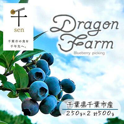 栽培期間中農薬不使用 完熟ブルーベリー 500g【果物詰合せ フルーツ 千ブランド 千葉市 ブルーベリー 】 千葉県 お届け：2023年6月10日～8月15日まで（7/1～7/15出荷不可）