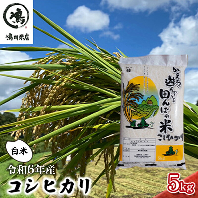 コシヒカリ 白米 5kg 令和5年産 [ お米 精米 ご飯 コシヒカリ 美味しい 粘り つやつや 甘み ] お届け:2023年8月中旬〜2024年8月下旬まで