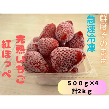 鮮度そのまま!!急速冷凍完熟いちご(紅ほっぺ)500g×4個セット　ふぁいんファーム　【 果物 冷凍いちご 冷凍フルーツ ストロベリー 国産 】　お届け：2024年2月1日～2024年8月31日