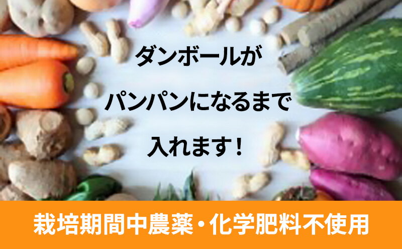 【ふるさと納税】1名様向け／野菜5種セット　【 野菜 野菜セット 野菜詰合せ 産地直送 旬の野菜 農園直送 食べ物 食品 グルメ 食卓 ベジタブル 国産 日本産 国産野菜 】