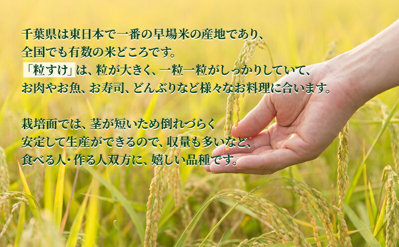 【ふるさと納税】粒すけ　真空パック　5キロ　無洗米 お米 銘柄米 ご飯 おにぎり ...