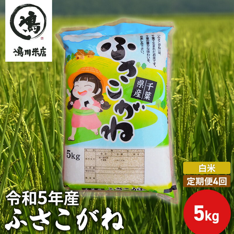 【ふるさと納税】ふさこがね　定期便4ヶ月　白米　5kg　【定期便・ お米 銘柄米 ご飯 おにぎり お弁当 和食 食卓 精米 国産 千葉県産 産地直送 】