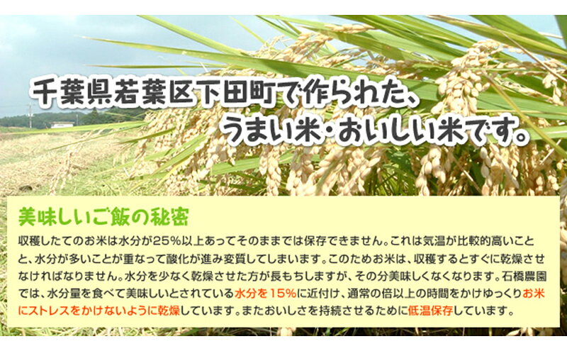 【ふるさと納税】米 若葉の舞 コシヒカリ 白米5kg 定期便6回 こしひかり お米 白米...