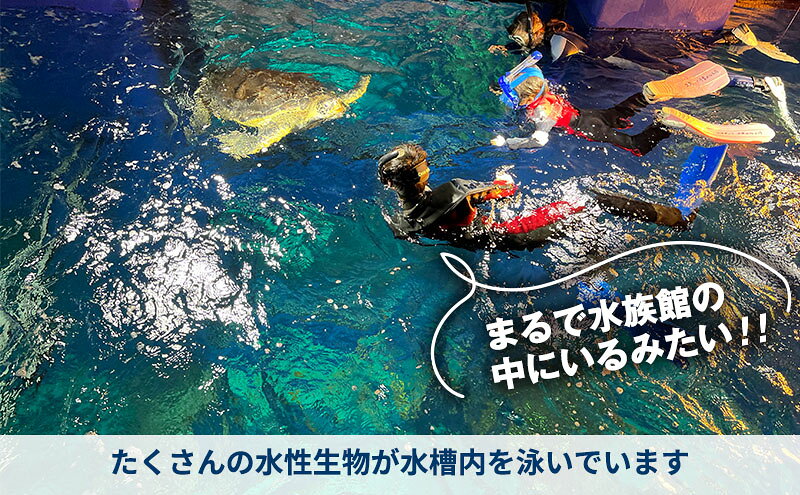 【ふるさと納税】大型水槽 シュノーケリング 体験 チケット クーポン ウミガメ 水槽 千葉市 f121002-chiba-10000886 千葉県千葉市 サンプル画像3