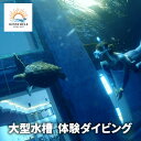 【ふるさと納税】大型水槽 体験ダイビング 体験 チケット クーポン ウミガメ 水槽 千葉市