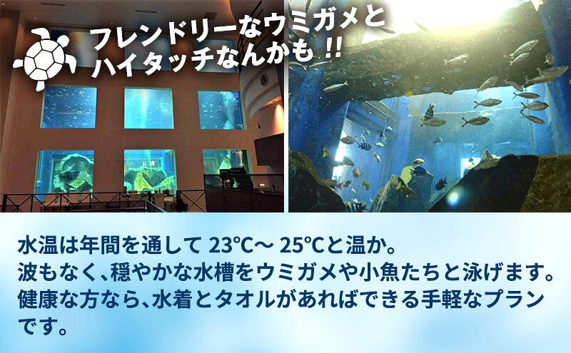【ふるさと納税】大型水槽 体験ダイビング 体験 チケット クーポン ウミガメ 水槽 千葉市 f121002-chiba-10000887 千葉県千葉市 サンプル画像2