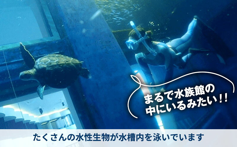 【ふるさと納税】大型水槽 体験ダイビング 体験 チケット クーポン ウミガメ 水槽 千葉市 f121002-chiba-10000887 千葉県千葉市 サンプル画像3