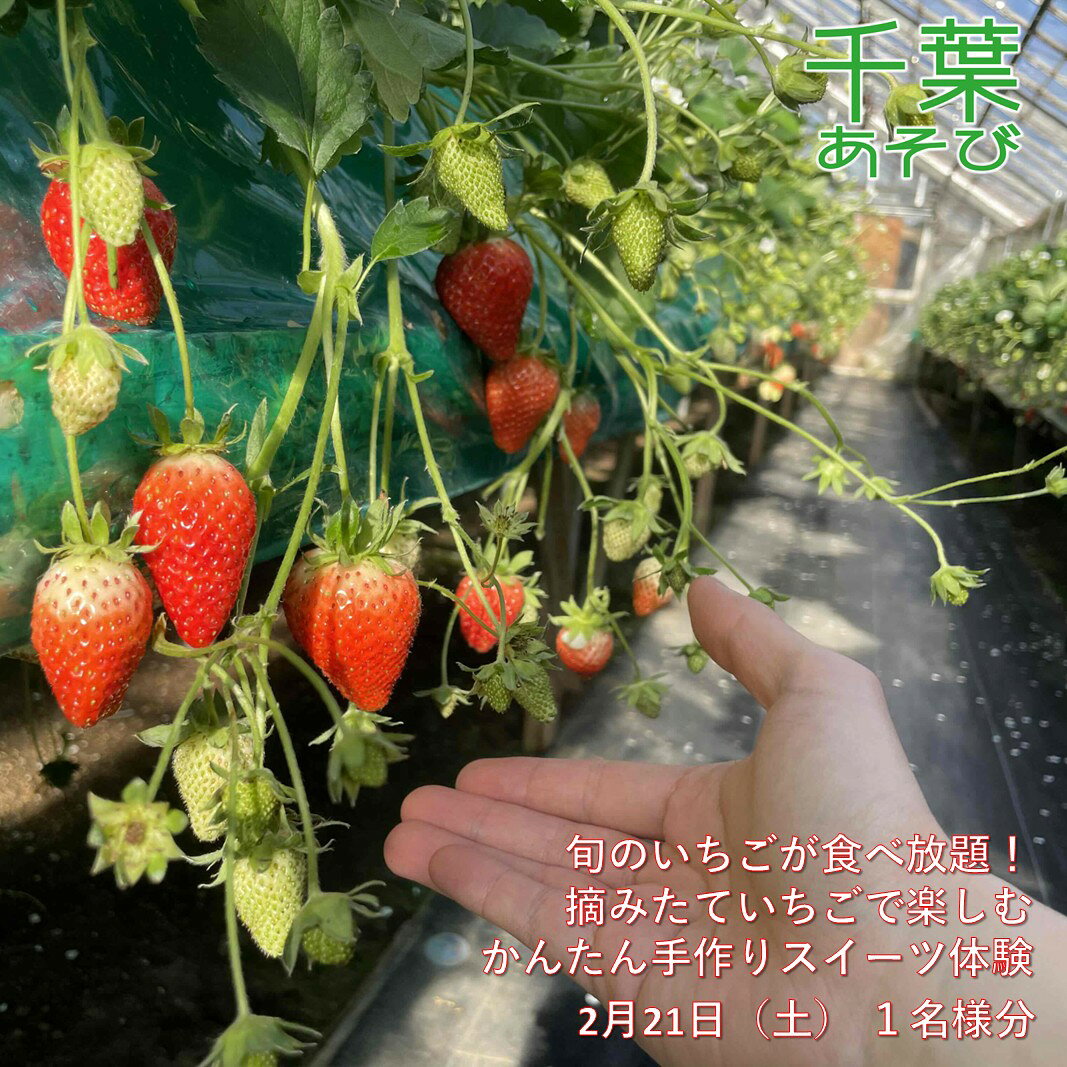 2月15日（土）旬のいちごが食べ放題！摘みたていちごで楽しむかんたん手作りスイーツ体験 1名様分 いちご狩り いちご スイーツ 体験 千葉あそび 千葉市 お届け：受付確認後、電子メールでご案内させて頂きます。