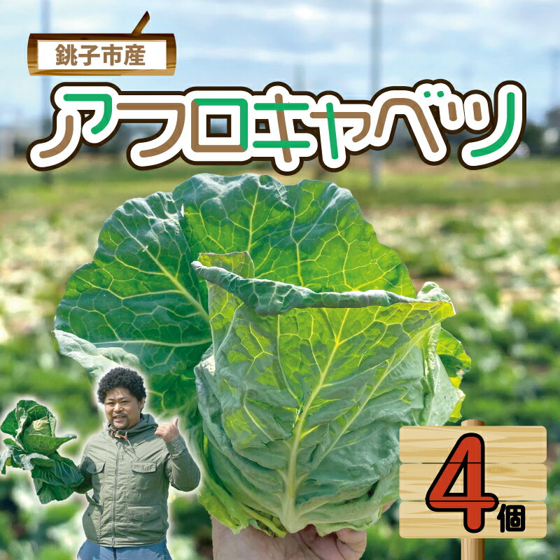 【ふるさと納税】 【先行予約】 キャベツ アフロキャベツ 4玉 (2026年1月〜6月配送) 野菜 銚子産 千葉県産 春キャベツ 生産量 1位 旬の野菜 旬の味...