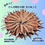 【ふるさと納税】 訳あって さんま 開き40枚 分け合って さんま サンマ 秋刀魚 訳あり 冷凍 干物 開き 千葉県 銚子市