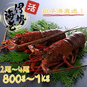 【ふるさと納税】 活 伊勢海老 数量限定 約800g〜1kg 天然 銚子港水揚げ イセエビ 海老 えび 刺身 ボイル アウトドア エビフライ 人気 高級 おスス...