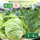 【ふるさと納税】 先行予約 春キャベツ 3〜4玉 数量限定 期間限定 旬の野菜 旬の味覚 春の風物詩 甘い キャベツ 生食 千切り サラダ 焼きそば 炒め物 贈...