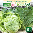 【ふるさと納税】 先行予約 春キャベツ 8玉 数量限定 期間限定 旬の野菜 旬の味覚 春の風物詩 甘い キャベツ 生食 千切り サラダ 焼きそば 炒め物 贈答 プレゼント 贈り物 ギフト 贈答 グルメ 発送時期 2026年4月~(なくなり次第終了) 送料無料 千葉県 銚子市 小野商店