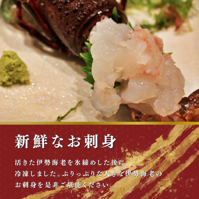 【ふるさと納税】 活〆 冷凍 伊勢海老 【選べる容量】 1匹～4匹（1匹 300g～1kg）計 約700g～2kg お刺身可 生食 刺身 氷締め 産地直送 銚子港 水揚げ 国産 厳選 新鮮 絶品 鮮度 贅沢 料理 生簀 海鮮 イセエビ 海老 送料無料 千葉県 銚子市 治吉水産 【9月以降順次発送予定】