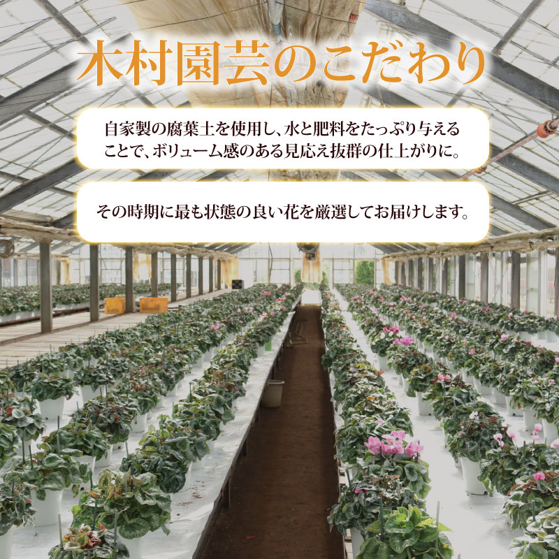 【ふるさと納税】 アジサイ 5号 1鉢 紫陽花 色 種類 お任せ おまかせ お花 鉢 鉢植え ギフト 贈物 贈り物 プレゼント 母の日 感謝 誕生日 記念日 花 フラワー インテリア 観葉植物 観賞用 人気 おすすめ かわいい 送料無料 千葉県 銚子市 木村園芸 【4月上旬～5月末頃発送】