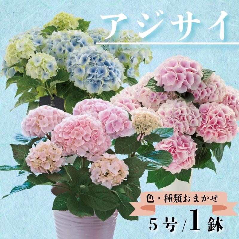アジサイ 5号 1鉢 紫陽花 色 種類 お任せ おまかせ お花 鉢 鉢植え ギフト 贈物 贈り物 プレゼント 母の日 感謝 誕生日 記念日 花 フラワー インテリア 観葉植物 観賞用 人気 おすすめ かわいい 送料無料 千葉県 銚子市 木村園芸 [4月上旬〜5月末頃発送]