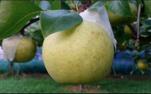 【ふるさと納税】市川のブランド梨「秋麗」 梨 なし 果物 フルーツ 国産 送料無料　【12203-0161】のサムネイル