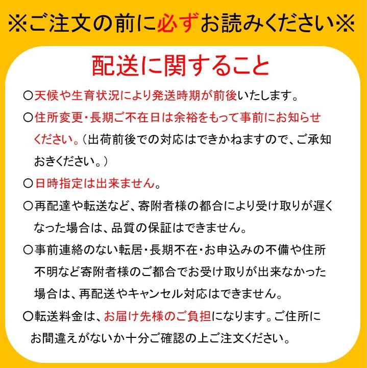 【ふるさと納税】生栗 船橋の栗「利平または岸根」（い志い農園） 利平栗 岸根栗 甘い くり 大粒