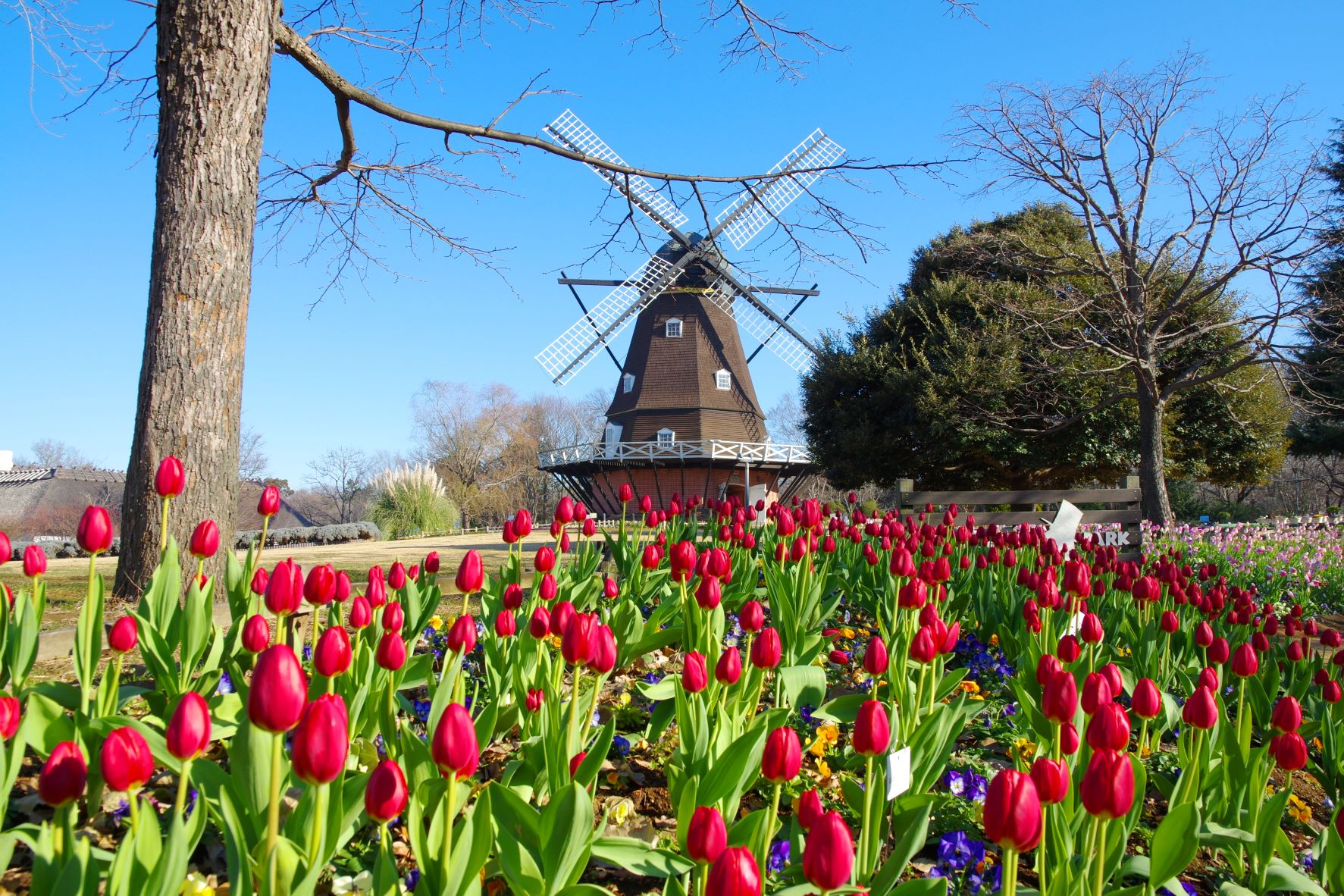 ふなばしアンデルセン公園 入園券