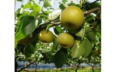 【JA厳選・高品質】船橋のなし「幸水」国産 梨 ナシ 果物 フルーツ ※お届け日指定不可