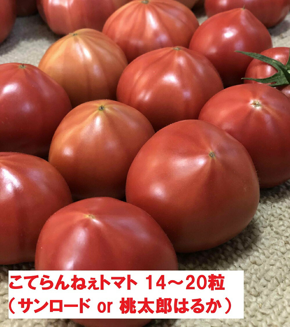 【ふるさと納税】こてらんねぇトマト 14～20粒（約2.5kg・サンロードor桃太郎はるか）