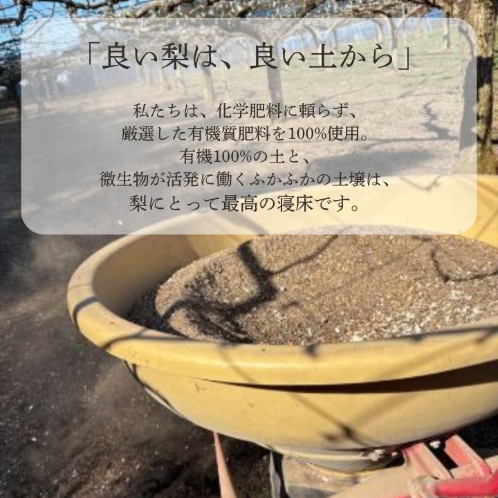 【ふるさと納税】梨 なし 船橋のなし 幸水 あきづき 5kg おすすめ 千葉県 2026年発送 ※お届け日指定不可 大金園 おいしい　美味しい　甘い　食感