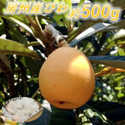 【ふるさと納税】安全安心な「房州産びわ」 約500g【配送不可地域：離島・北海道・沖縄県・東北・中国・四国・九州】【1486432】