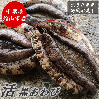 【ふるさと納税】館山市布良産天然活黒あわび200g(1枚)【2024年の6月から発送】【配送不可地域：離島・北海道・沖縄県・東北・中国・四国・九州】【1490697】