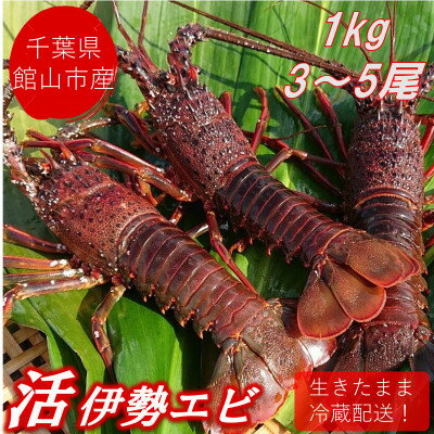 【ふるさと納税】【先行予約】【金曜日発送】漁師直送!千葉県館山産 天然『活』伊勢海老　1kg(3～5尾)..