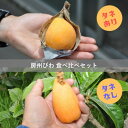 【ふるさと納税】【先行予約】4月下旬頃より順次発送 房州びわ 種あり&種なし 食べ比べセット 化粧箱入り【配送不可地域:離島・沖縄県】【1571385】