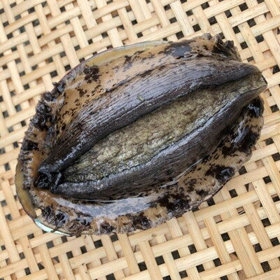 【ふるさと納税】【先行予約】【金曜日発送】漁師直送!天然活黒アワビ約500～600g(1～2枚)【配送不可地域：離島・北海道・沖縄県・中国・四国・九州】【1693531】