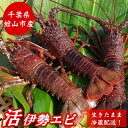 【ふるさと納税】【金曜日発送】漁師直送!千葉県館山産 天然『活』伊勢海老 約1kg(サイズおまかせ)【配送不可地域:離島・北海道・沖縄県・中国・四国・九州】【1...