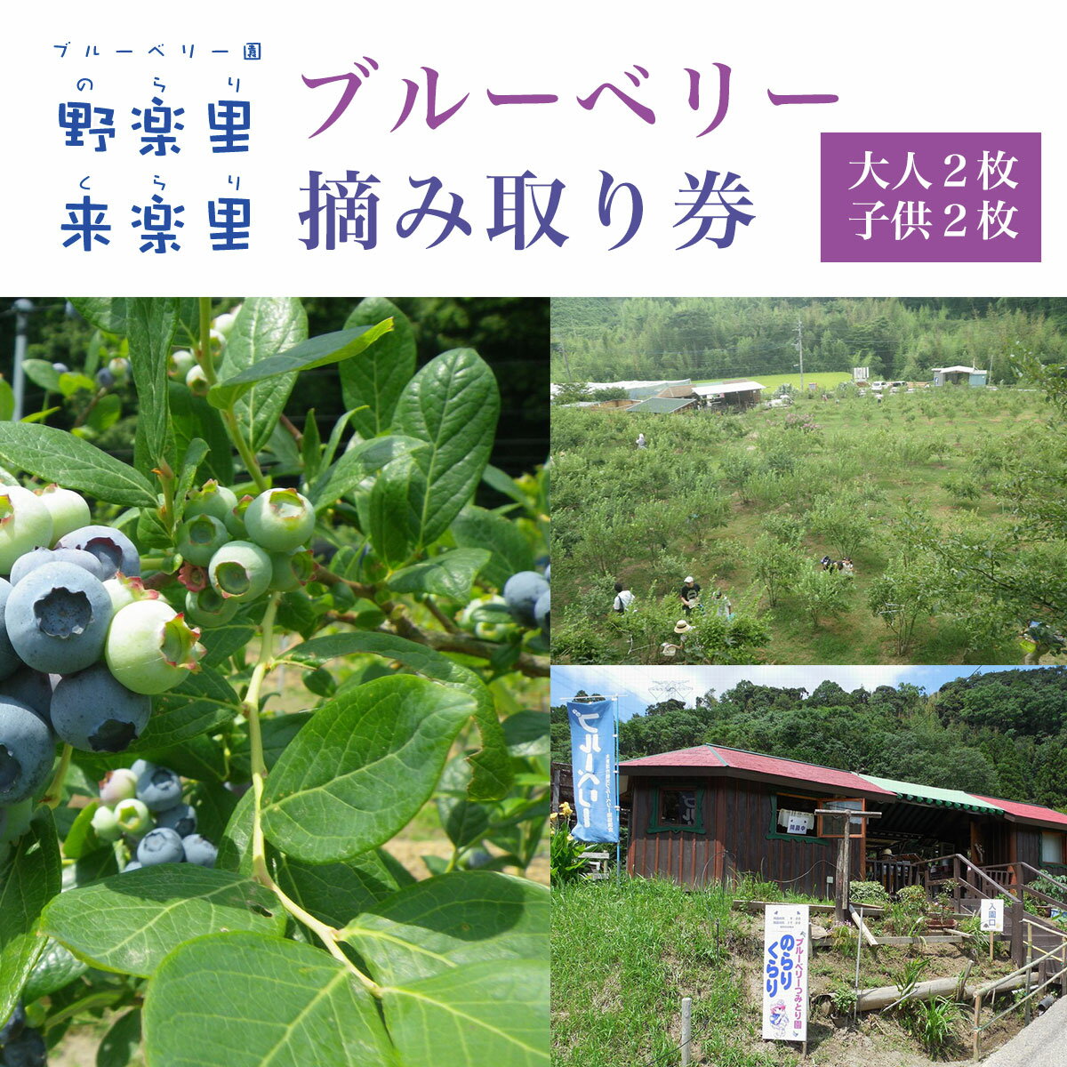ブルーベリー園のらりくらり摘み取り券(大人2枚・子供2枚)ふるさと納税 ブルーベリー 摘み取り体験 体験 木更津 千葉県 送料無料