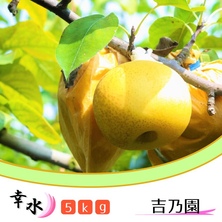 【ふるさと納税】【吉乃園】松戸の完熟梨「幸水」5kg　ギフト