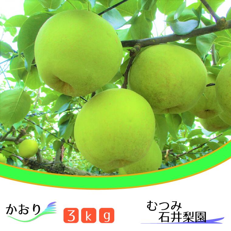 【むつみ石井梨園】松戸の新鮮もぎたて梨「かおり」3kg　ギフト　梨園　2024年　期間限定　フルーツ