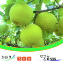 松戸の新鮮もぎたて梨「かおり」3kg　ギフト　梨園　2024年　期間限定　フルーツ