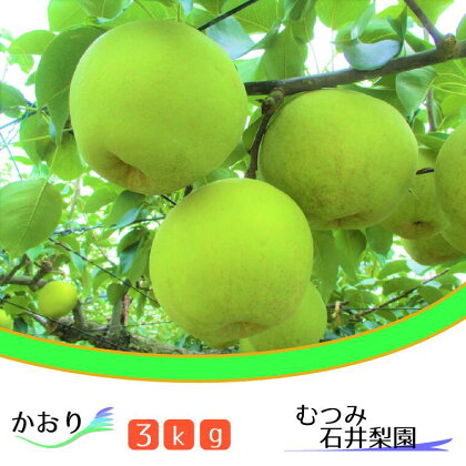 【むつみ石井梨園】松戸の新鮮もぎたて梨「かおり」3kg　ギフト　梨園　2024年　期間限定　フルーツ