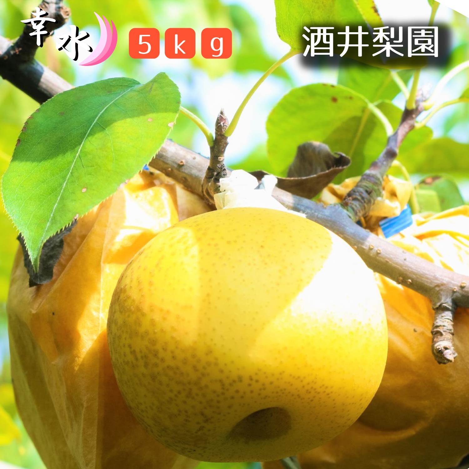 【酒井梨園】松戸の完熟梨「幸水」5kg　ギフト　梨園　2024年　期間限定　フルーツ