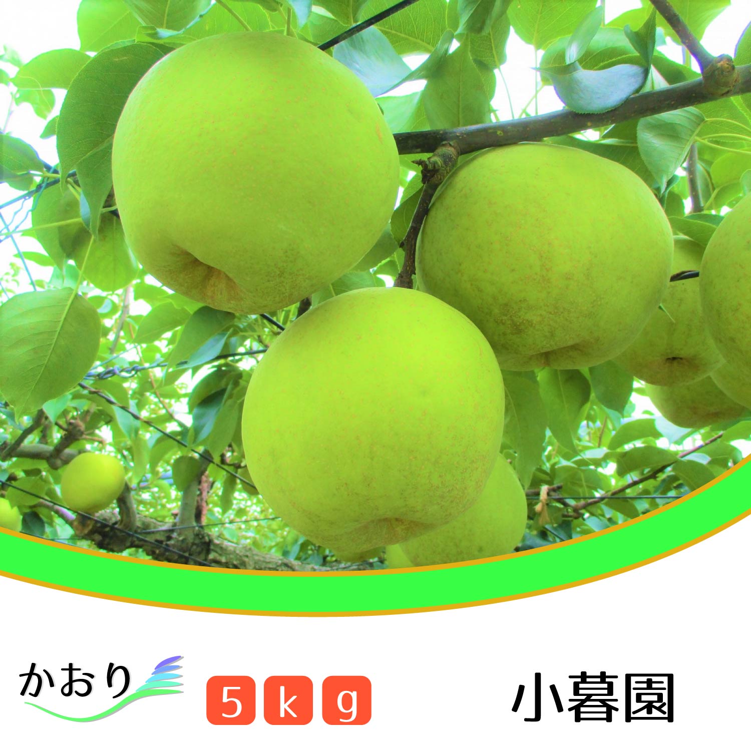 【小暮園】松戸の完熟梨「かおり」5kg　ギフト　梨園　2024年　期間限定　フルーツ