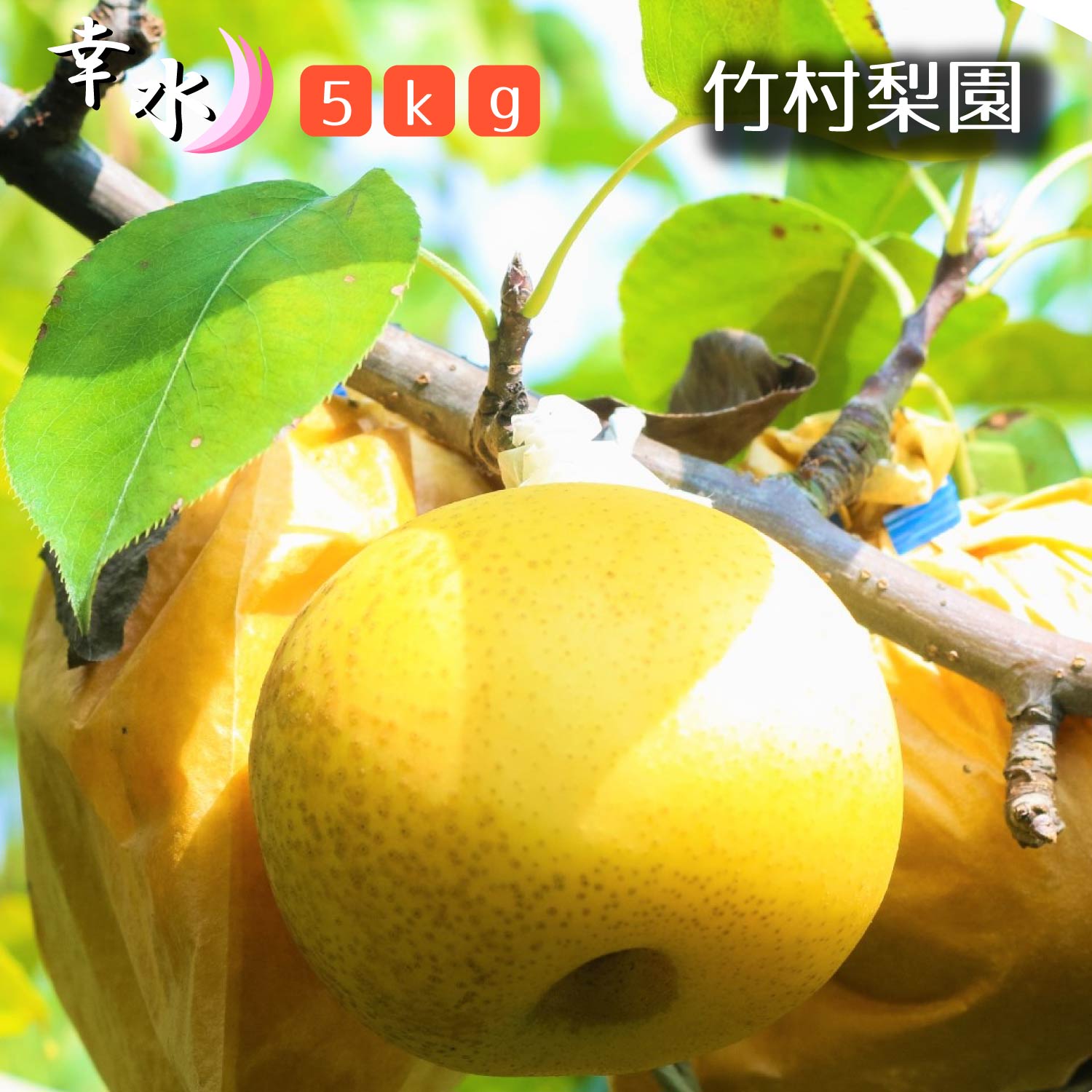 【ふるさと納税】【竹村梨園】松戸の完熟梨「幸水」5kg　ギフ