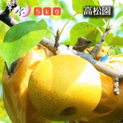 【高松園】松戸の完熟梨「幸水」5kg　ギフト　梨園　2024年　期間限定　フルーツ