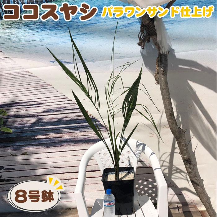 ココスヤシ8号鉢 パラワンサンド仕上げ / ヤシの木 耐寒性 耐陰性 鉢植え 室内 水やり 植物 送料無料 千葉県