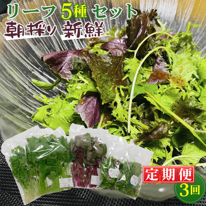 【ふるさと納税】No.157 【毎月定期便3回】朝採りお日様リーフ5種セット / ベビーリーフミックス 季節 おすすめ 野菜 送料無料 千葉県